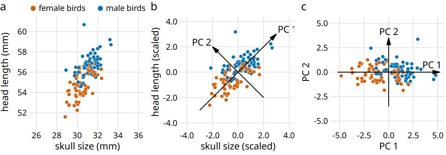 Example principal components (PC) analysis in two dimensions. (a) The original data. As example data, I am using the head-length and skull-size measurements from the blue jays dataset. Female and male birds are distinguished by color, but this distinction has no effect on the PC analysis. (b) As the first step in PCA, we scale the original data values to zero mean and unit variance. We then we define new variables (the principal components, PCs) along the directions of maximum variation in the data. (c) Finally, we project the data into the new coordinates. Mathematically, this projection is equivalent to a rotation of the data points around the origin. In the 2D example shown here, the data points are rotated clockwise by 45 degrees.