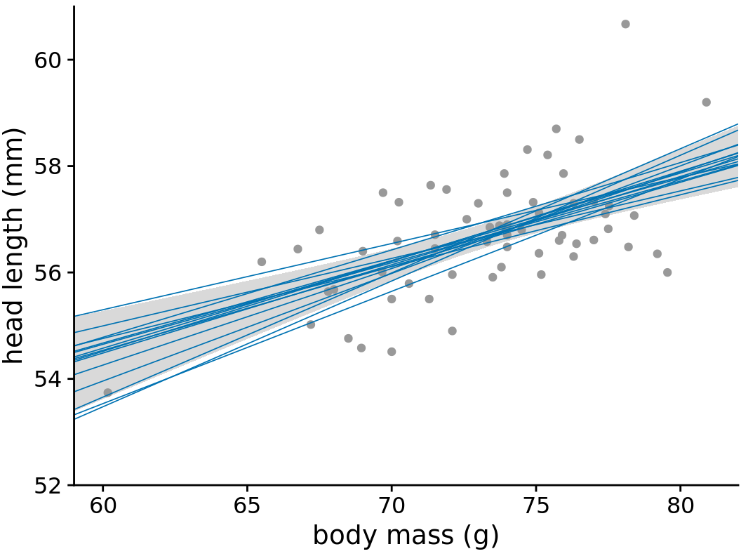 Head length versus body mass for male blue jays. In contrast to Figure 16.13, the straight blue lines now represent equally likely alternative fits randomly drawn from the posterior distribution. Data source: Keith Tarvin, Oberlin College
